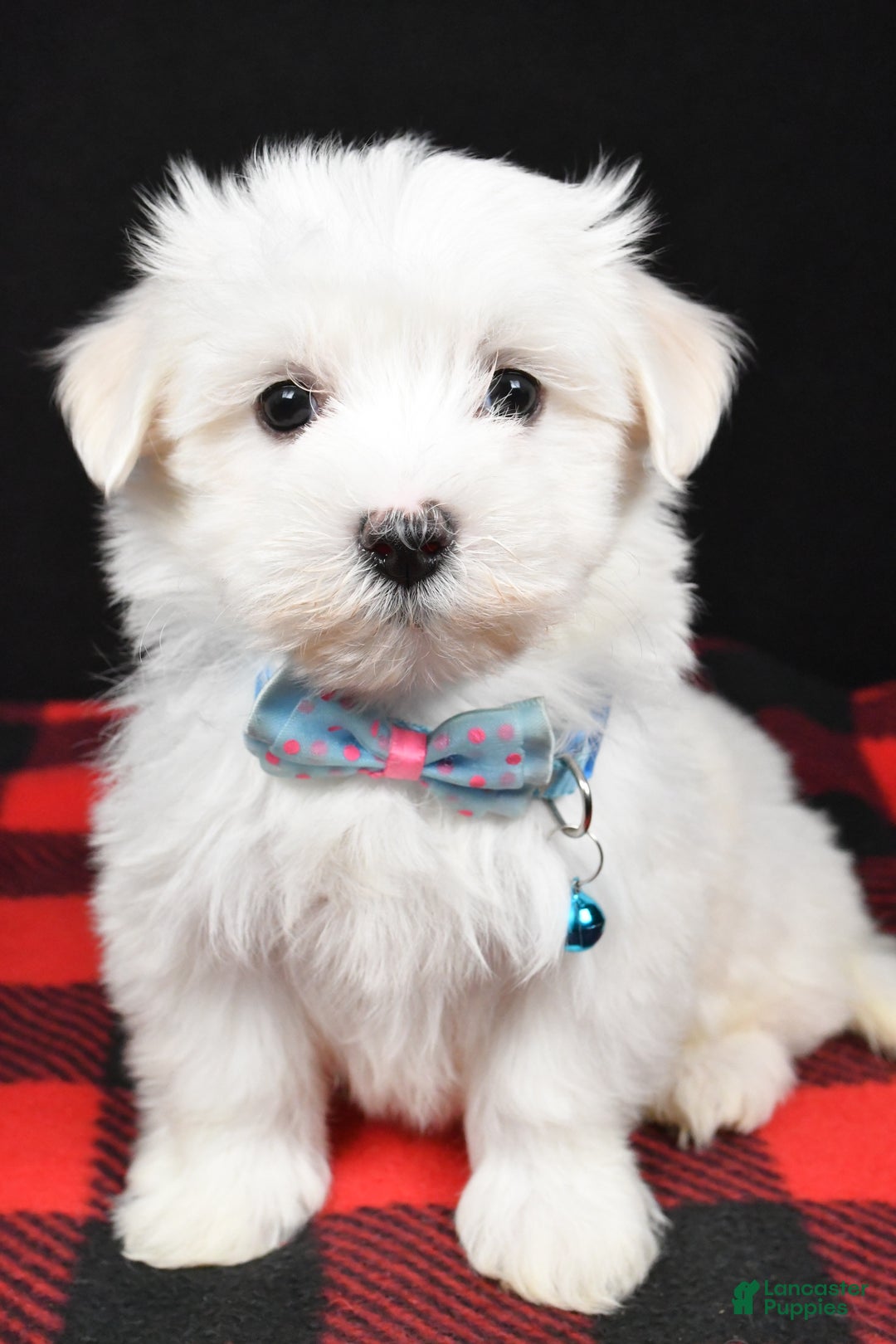 Maltese dogs for sale: Marley - Ad 4
