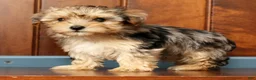 Yorkiepoo dogs for sale: Bella - Ad 7