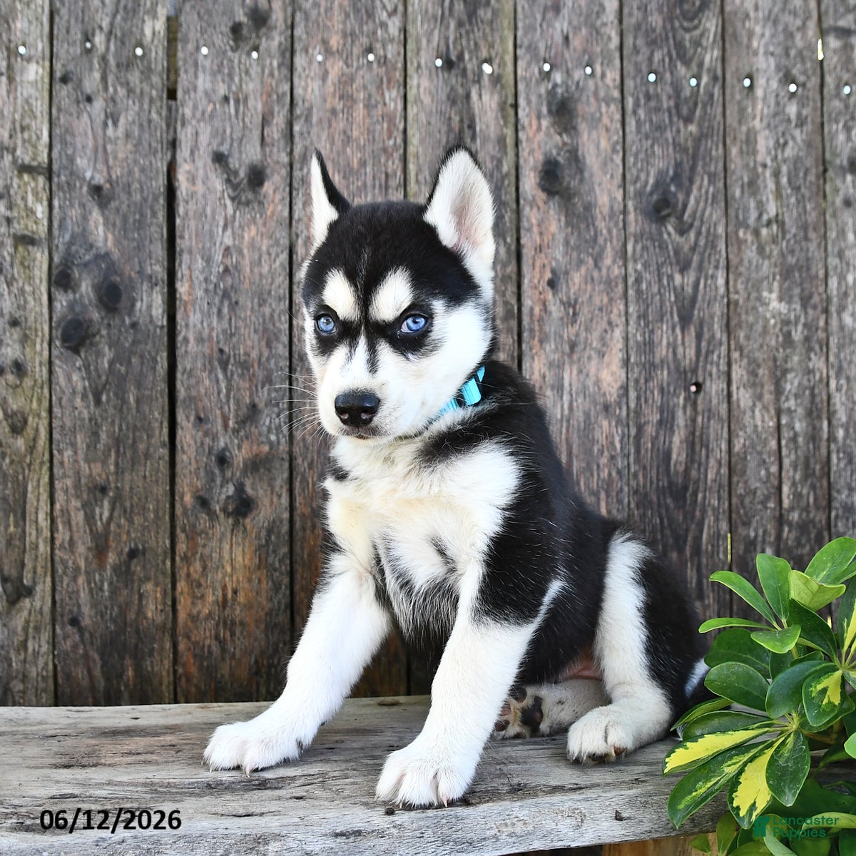 Siberian Husky dogs Ruby - Ad 2