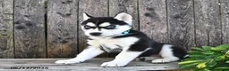 Siberian Husky dogs for sale: Ruby - Ad 2