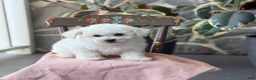 Bichon Frise dogs for sale: Jemima - Ad 3