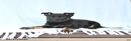 German Shepherd dogs for sale: Peach  - Ad 4