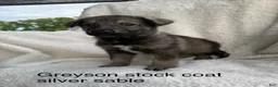 German Shepherd dogs for sale: Jack  - Ad 31