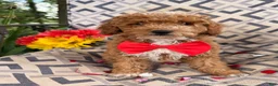Miniature Poodle dogs for sale: Magic  - Ad 4