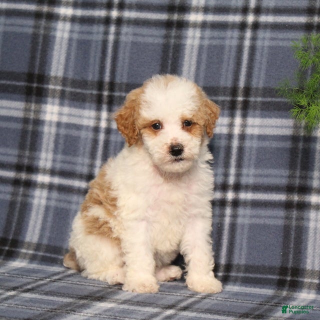 Miniature Poodle dogs Xeena - Ad 1