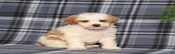Miniature Poodle dogs for sale: Xeena - Ad 1