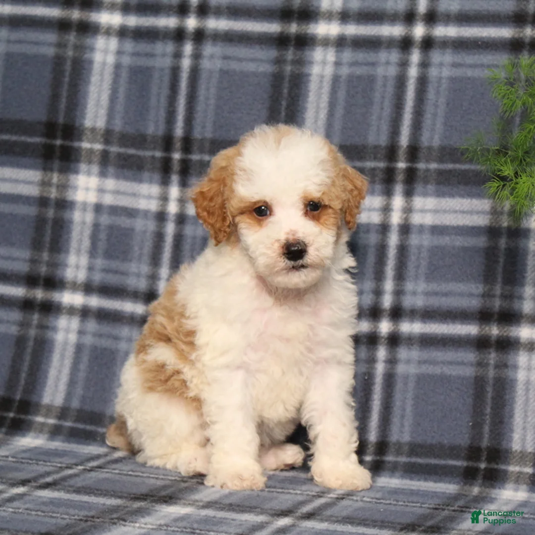 Miniature Poodle dogs for sale: Xeena - Ad 1