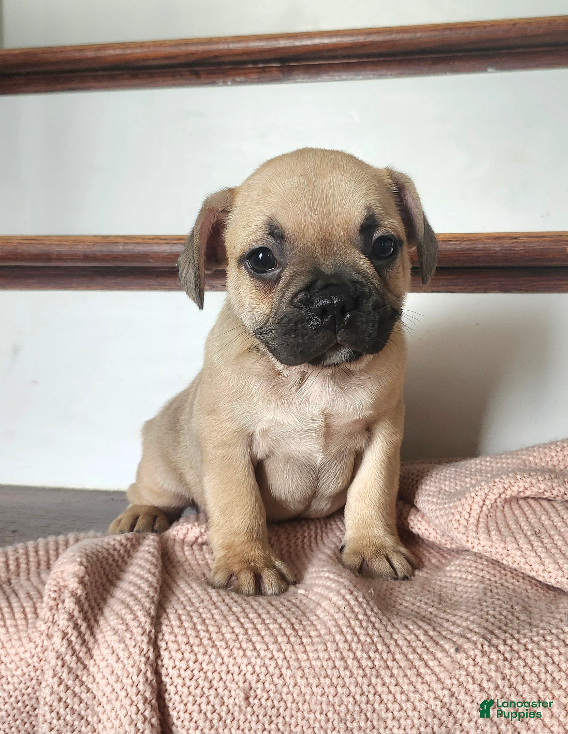 French Bulldog dogs for sale: Dallas  - Ad 3