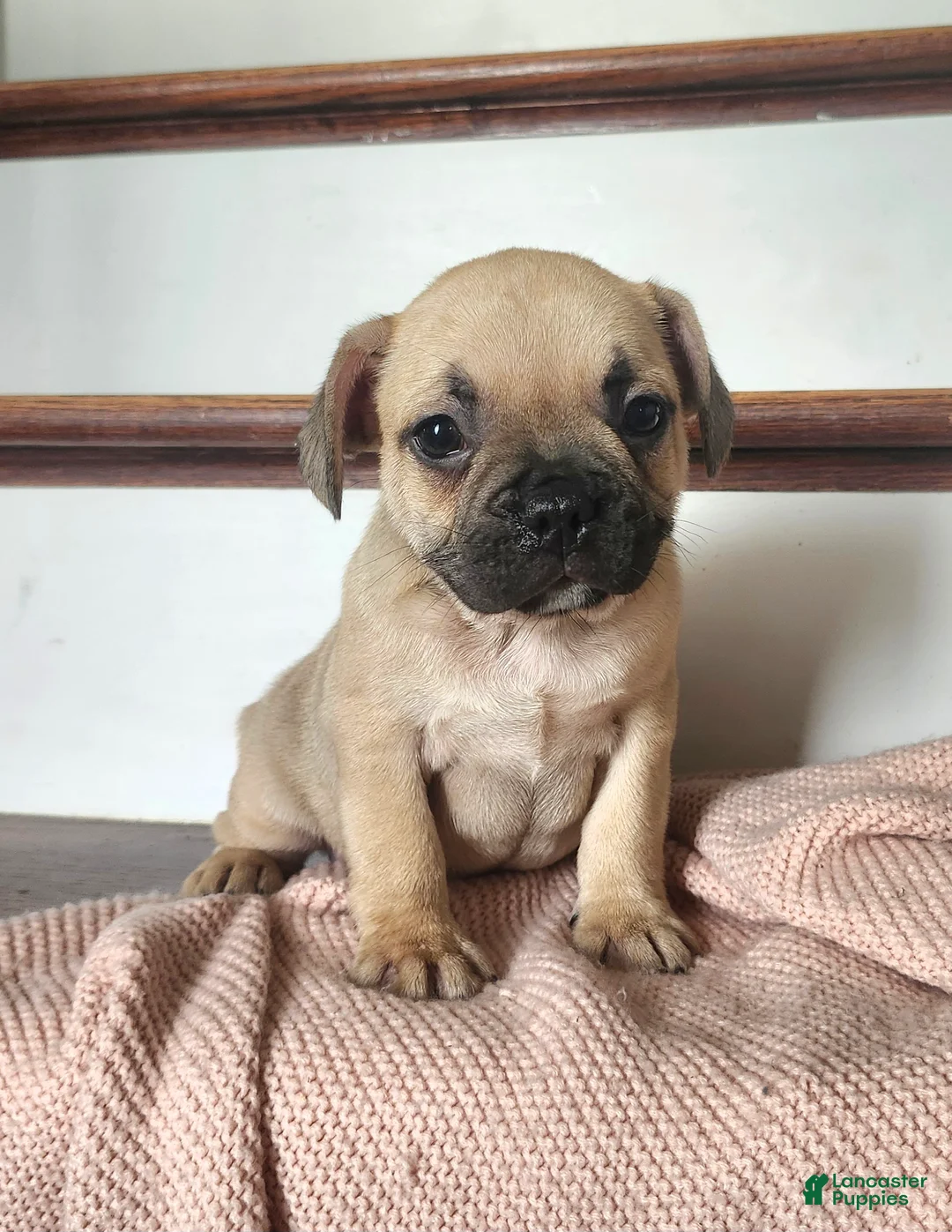 French Bulldog dogs for sale: Dallas  - Ad 1