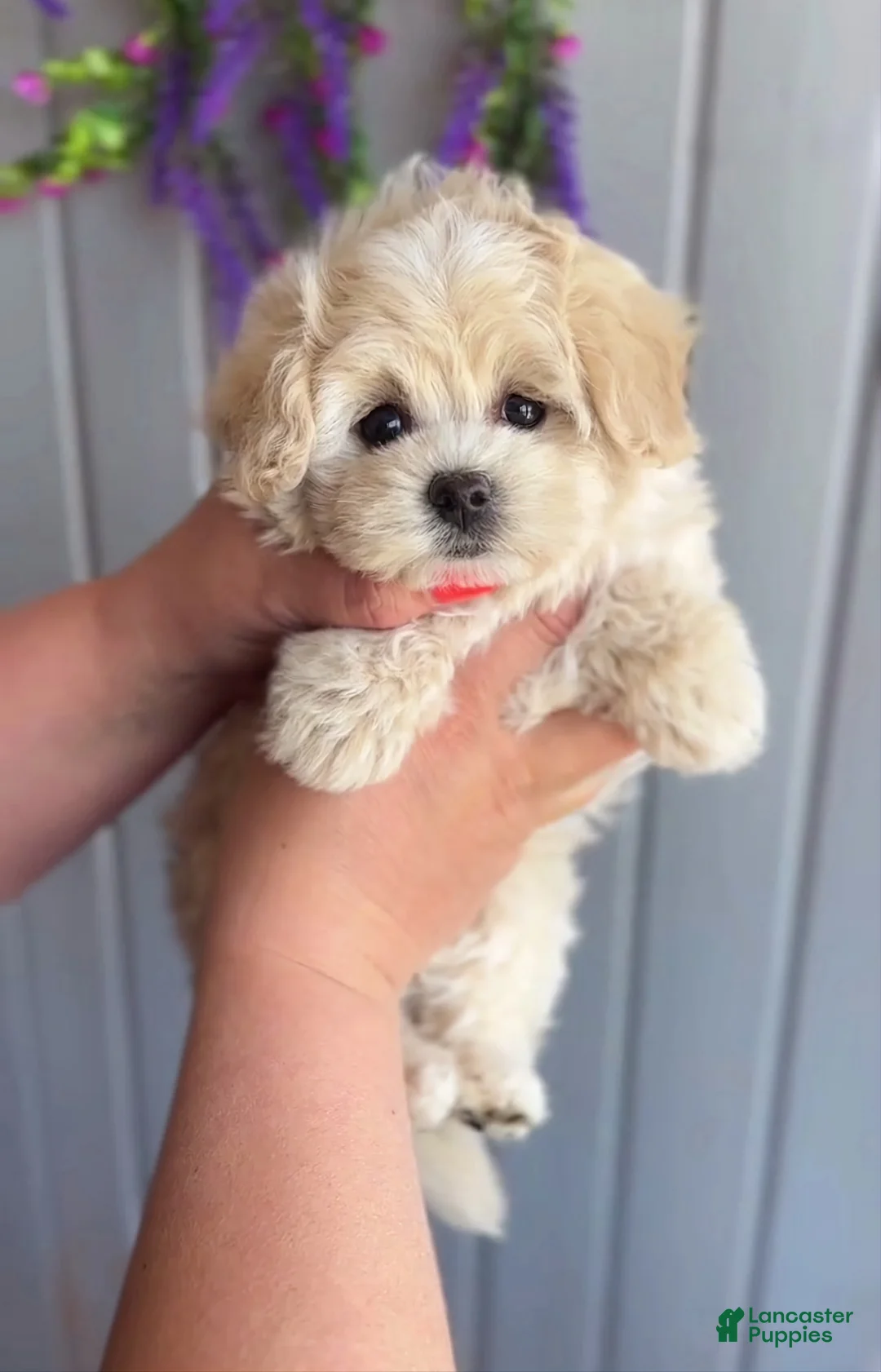 Maltipoo dogs for sale: Larry - Ad 2
