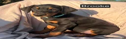 Doberman Pinscher dogs for sale: Bella WEEKEND SPECIAL $250 OFF! - Ad 22