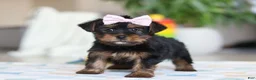 Morkie dogs for sale: Jazzie - Ad 3