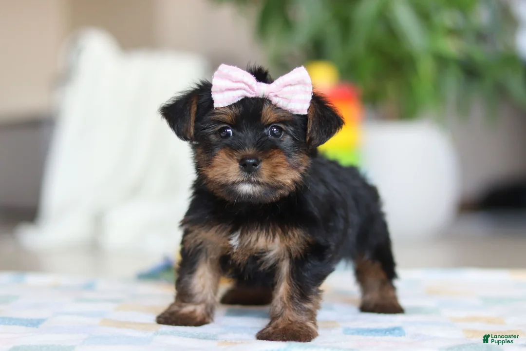 Morkie dogs for sale: Jazzie - Ad 3