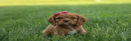 Cavalier King Charles Spaniel dogs for sale: Mocha 🐶✨ - Ad 13