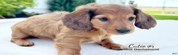 Miniature Dachshund dogs for sale: Cutie - Ad 4