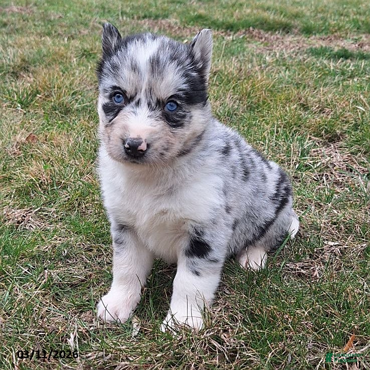 Gerberian Shepsky dogs Wolf  - Ad 2