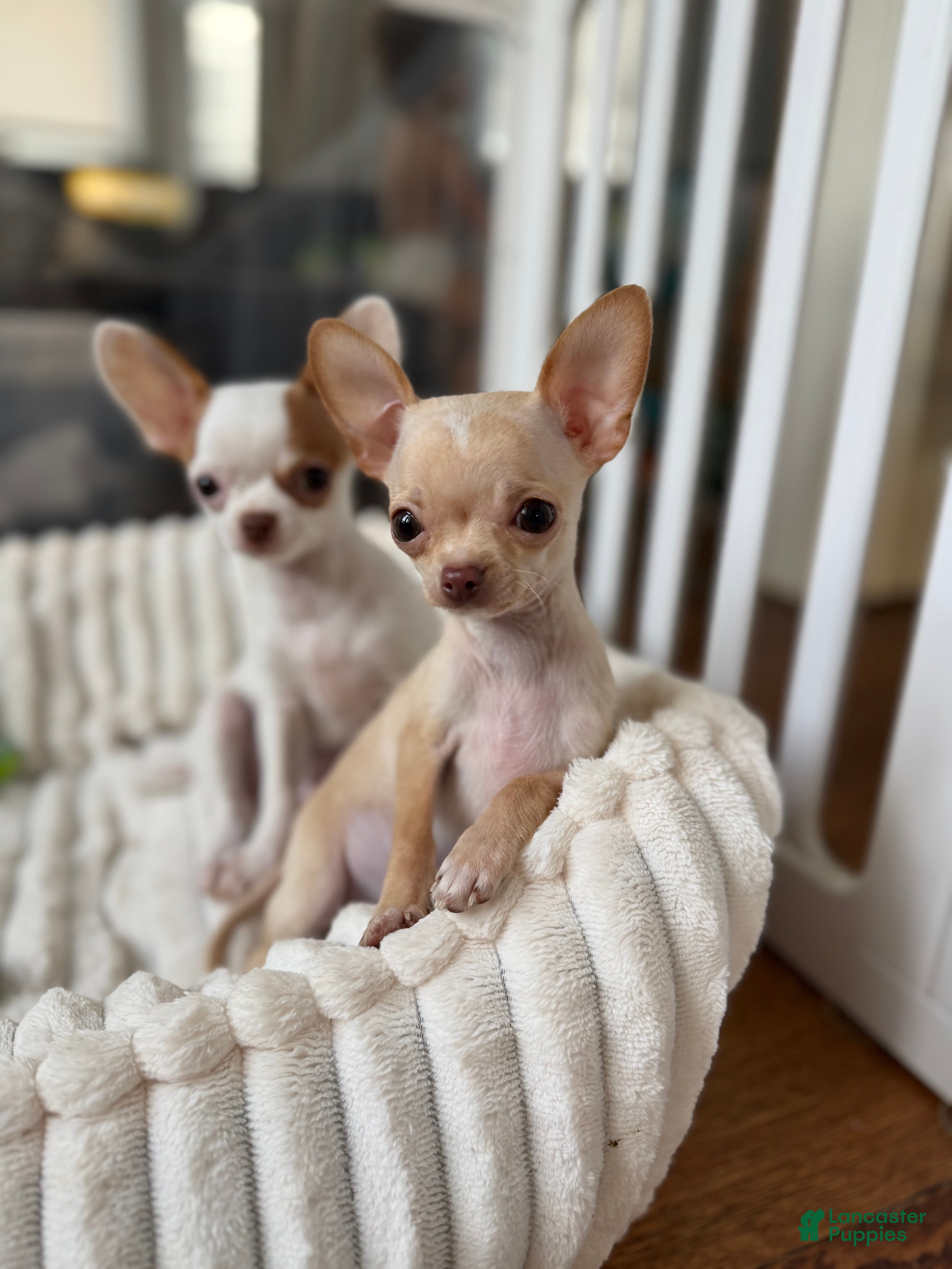 Chihuahua dogs CKC Teacup Baby only 3lbs fully grown  - Ad 2