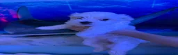Maltese dogs for sale: Maltese 2 - Ad 4
