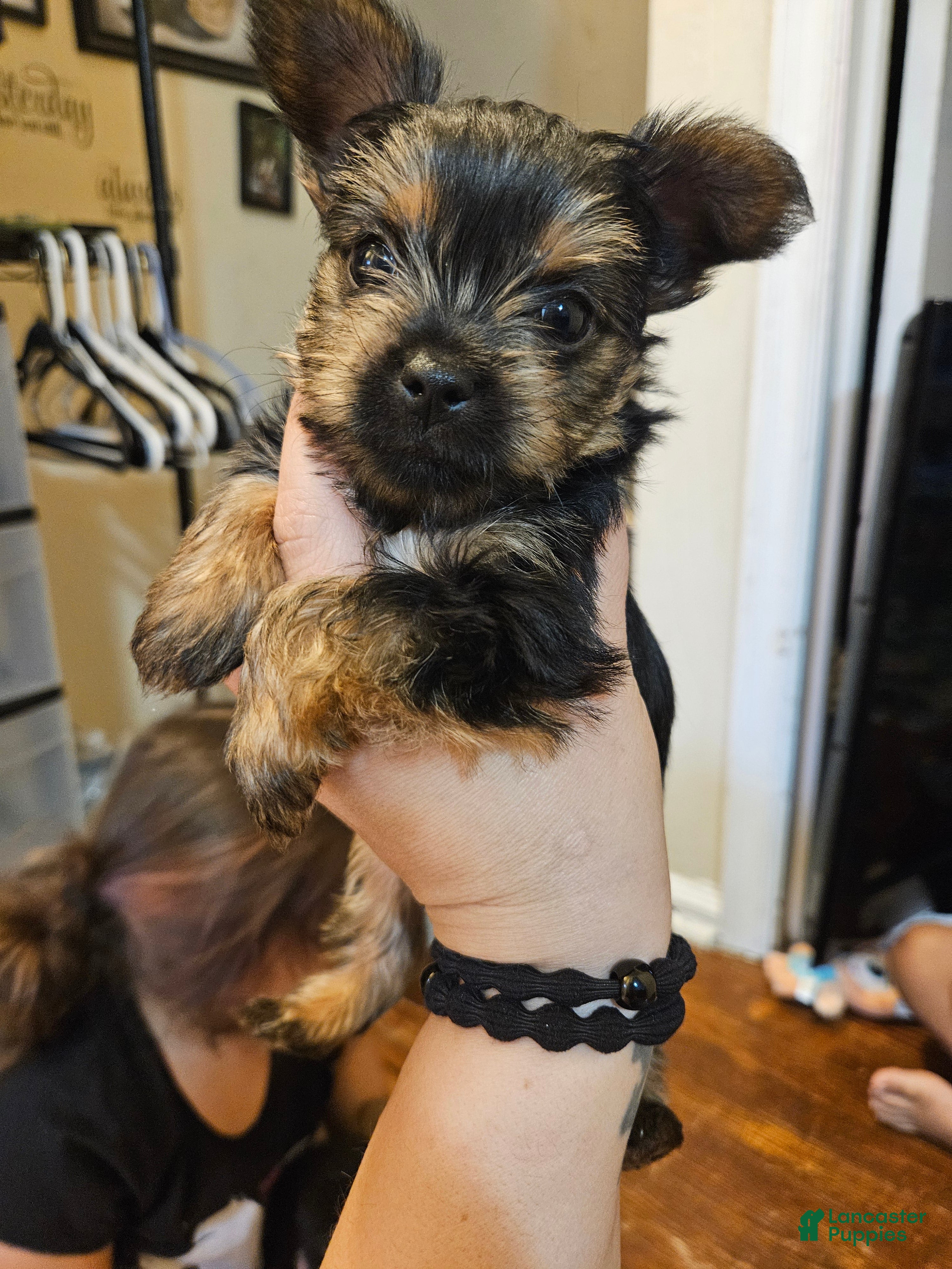 Yorkshire Terrier dogs Yorkshire Terrier Puppy 2 - Ad 24