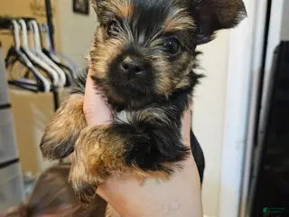 Yorkshire Terrier dogs Yorkshire Terrier Puppy 2 - Ad 24