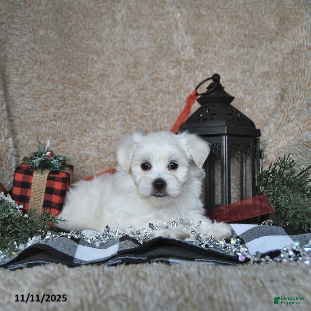Maltese dogs for sale: Elf - Ad 9