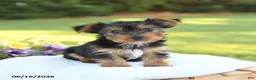 Yorkshire Terrier dogs for sale: Daffodil - Ad 2