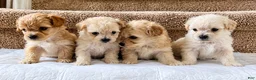 Maltipoo dogs for sale: Meet Coco — Adorable Maltipoo Puppy - Ad 21