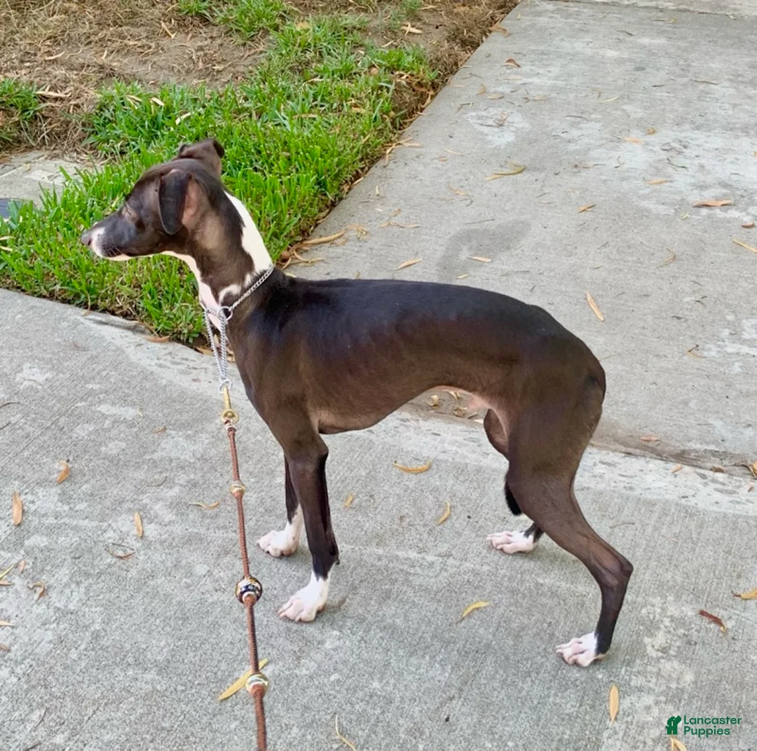 Italian Greyhound dogs for sale: Nero - Ad 4