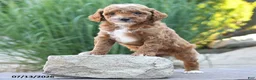 Miniature Poodle dogs for sale: Tiny Happy - Ad 3