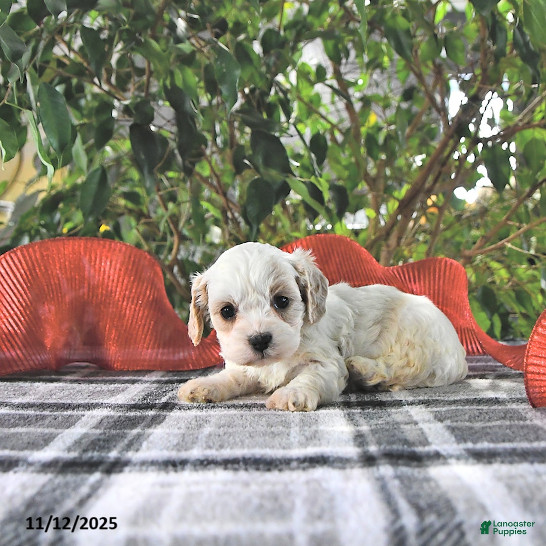 Cavapoo dogs for sale: Gracie - Ad 7