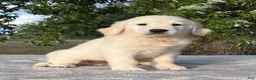 Golden Retriever dogs for sale: Biscuit - Ad 4