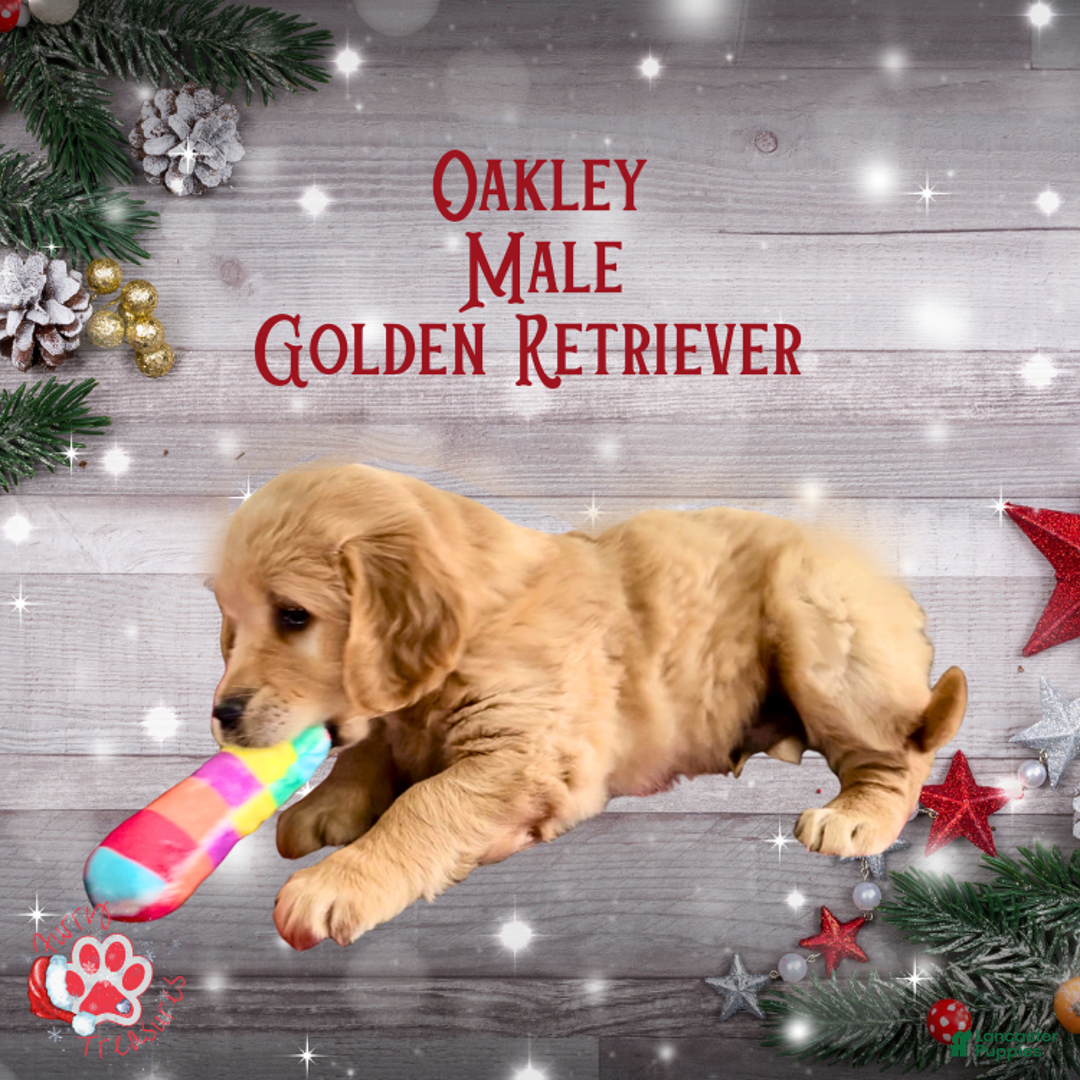 Golden Retriever dogs for sale: Oakley Golden Retriever, Male - Ad 6