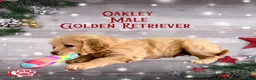 Golden Retriever dogs for sale: Oakley, Golden Retriever, Male - Ad 16