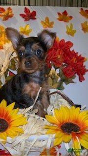 Faith (Yorkshire Terrier, Female) in Washington, DC
