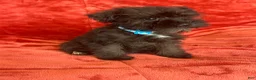 Miniature Schnauzer dogs for sale: Miniature Schnauzer 2 (Sharna) - Ad 4