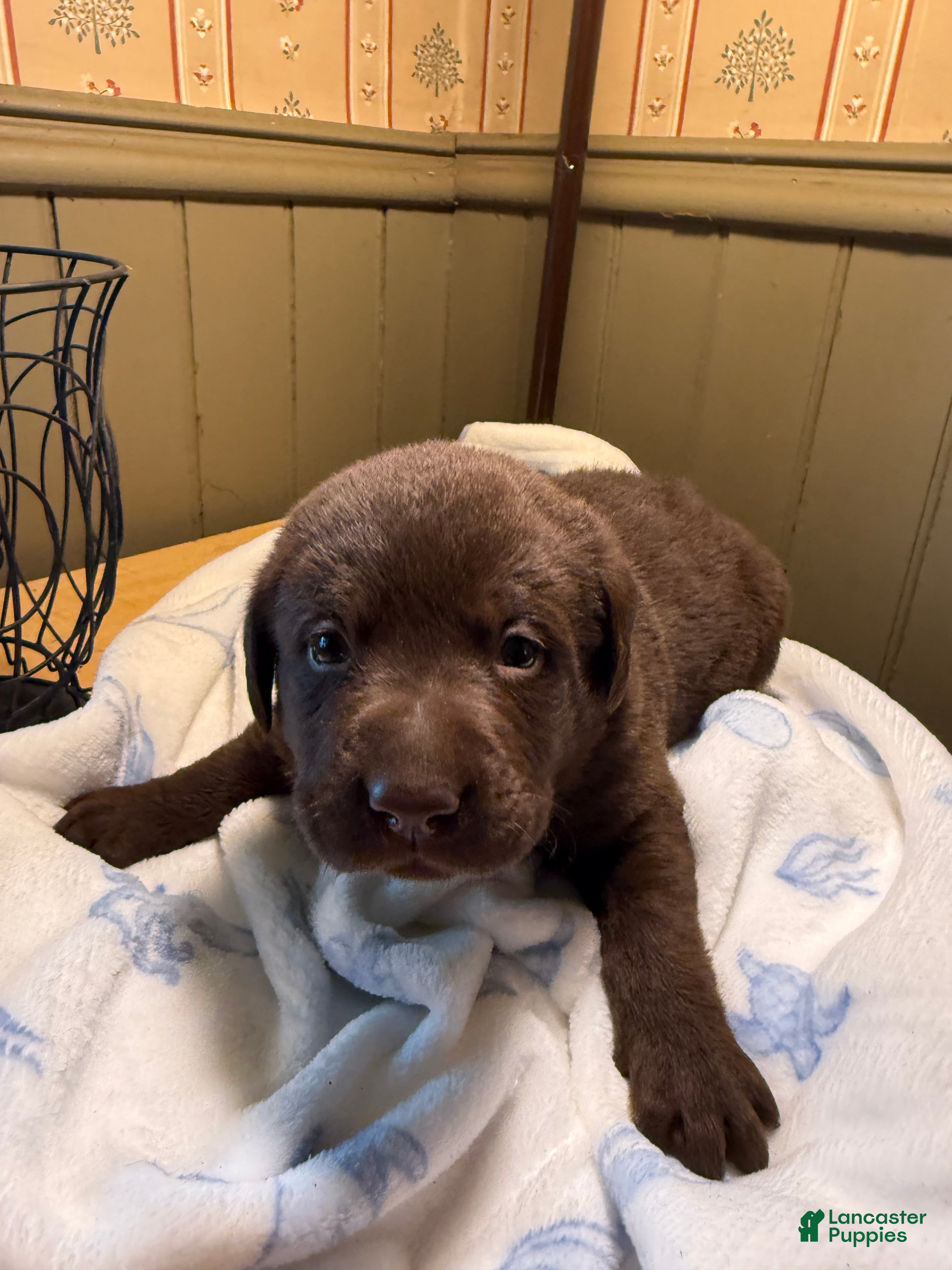 Labrador Retriever dogs Labrador Retriever Puppy GREEN  - Ad 1