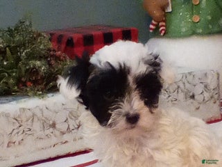 Havapoo dogs Bandit - Ad 37