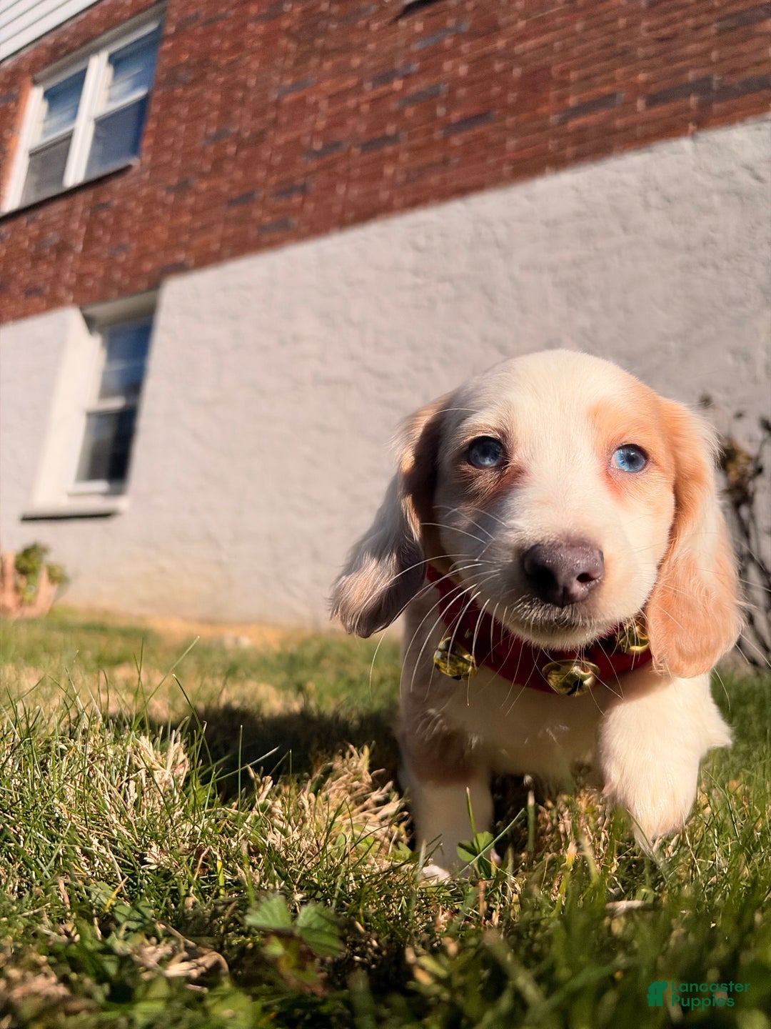 Miniature Dachshund dogs for sale: Maximillian  - Ad 2