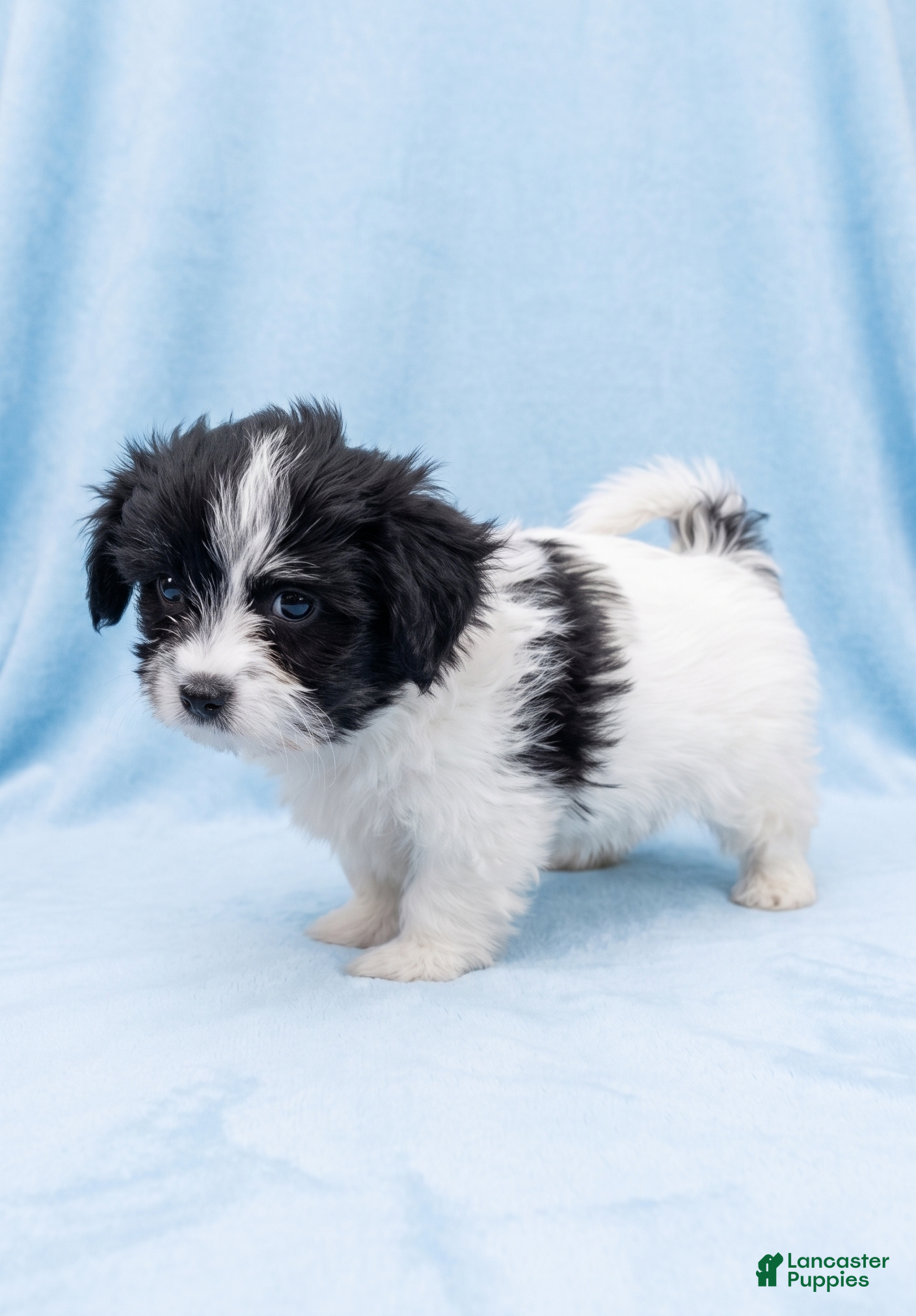 Mixed Breed dogs Bruno - Ad 2