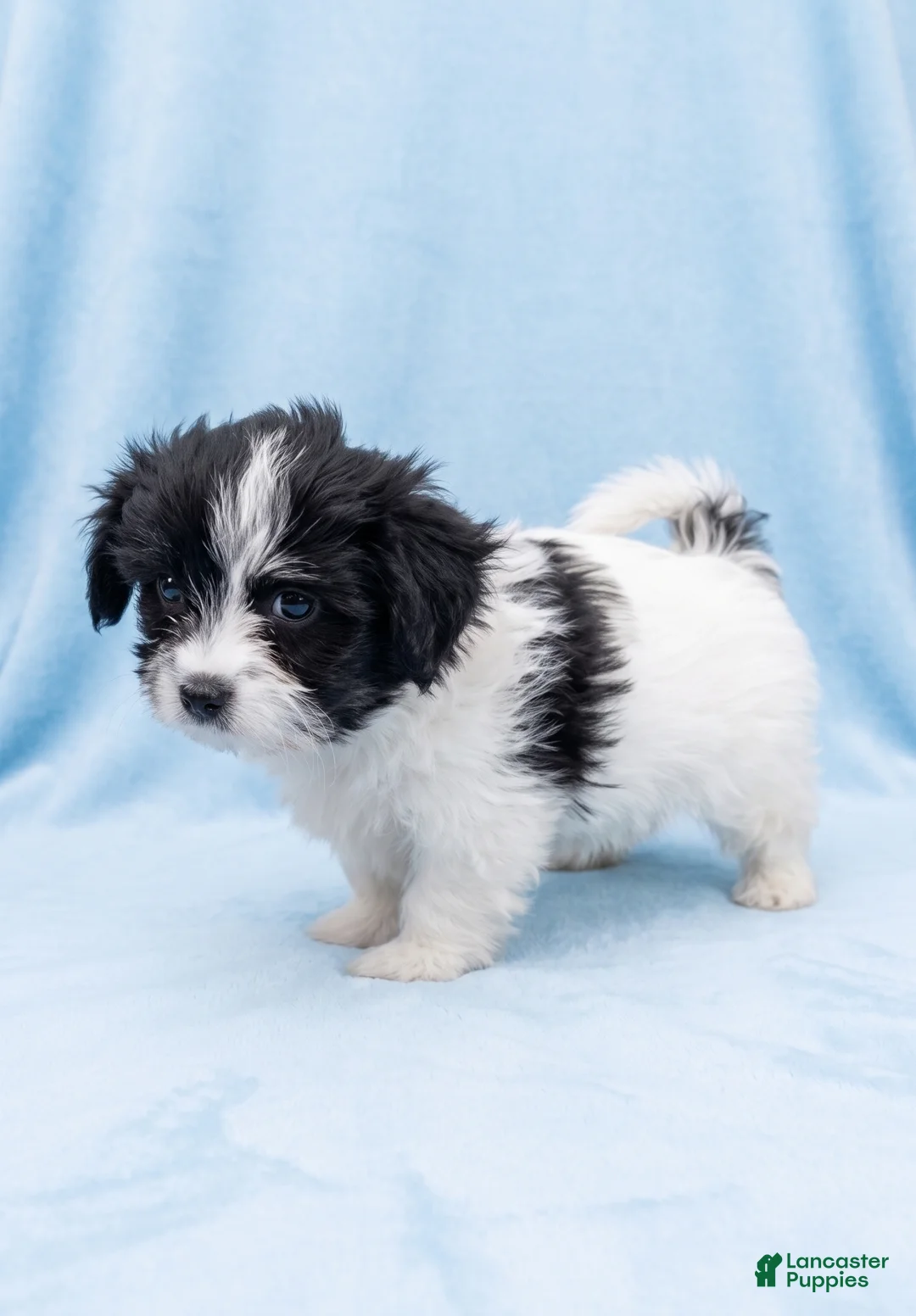 Mixed Breed dogs for sale: Bruno - Ad 2