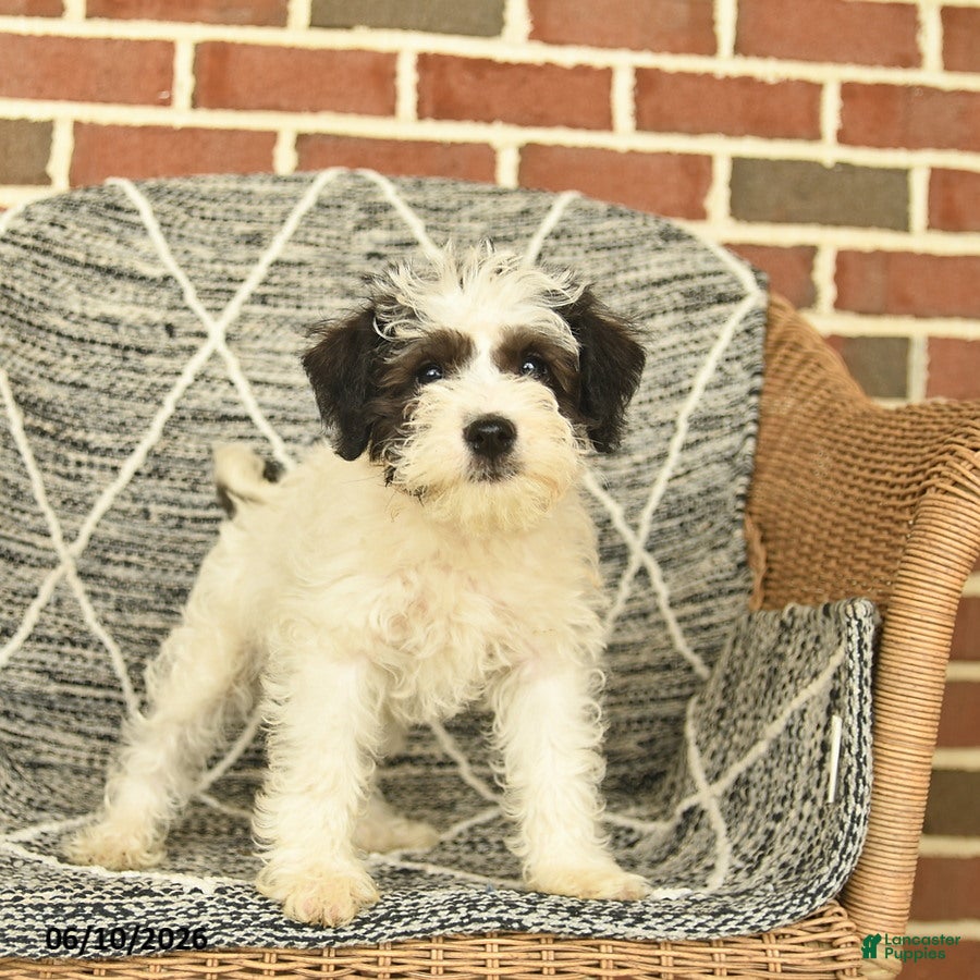 Schnoodle dogs Bandit - Ad 2