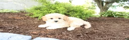 Cavapoo dogs for sale: Austin - Ad 2