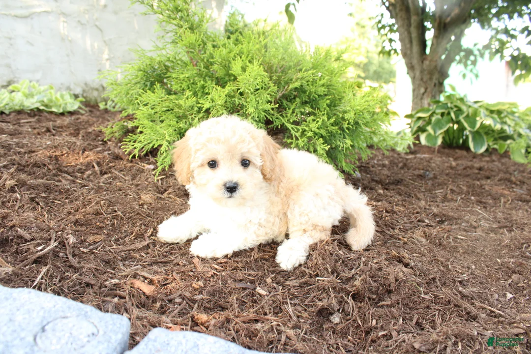 Cavapoo dogs for sale: Austin - Ad 2