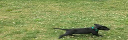 Labrador Retriever dogs for sale: Black Male (Green) - Ad 6
