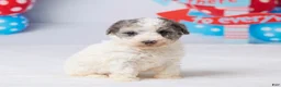 Miniature Poodle dogs for sale: Rocky - Ad 3