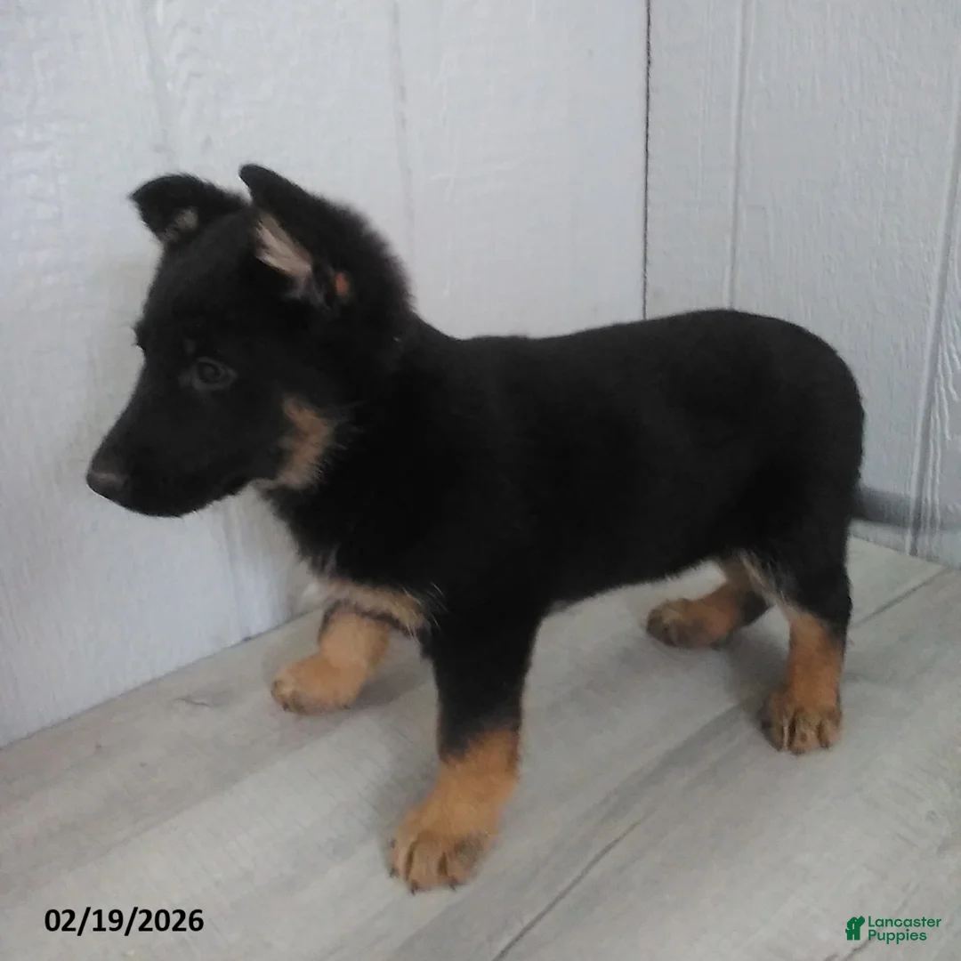 German Shepherd dogs for sale: Lenny - Ad 2