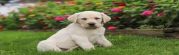 Labrador Retriever dogs for sale: Brittany - Ad 4