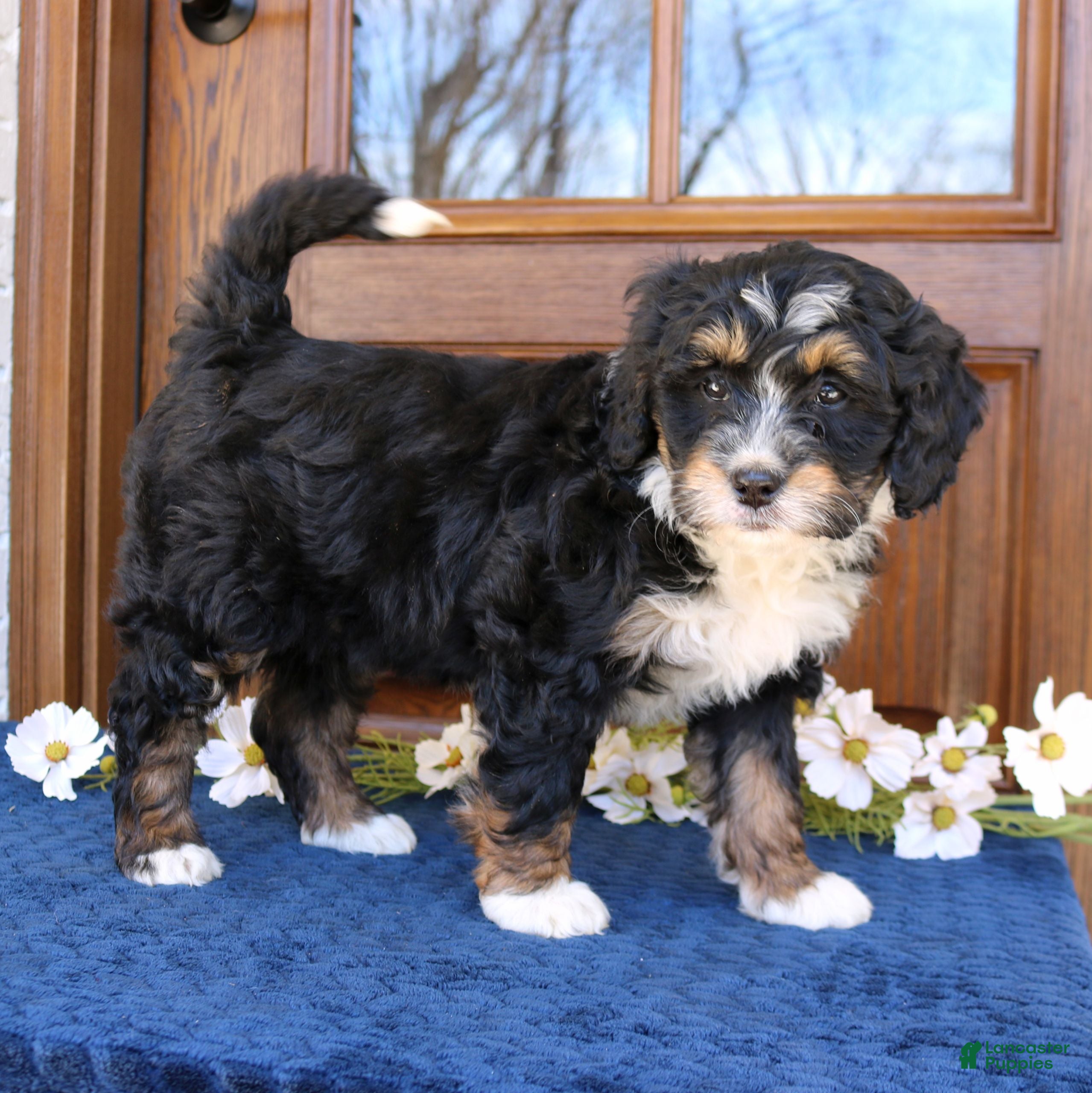 Mini Bernedoodle dogs Joy  - Ad 2