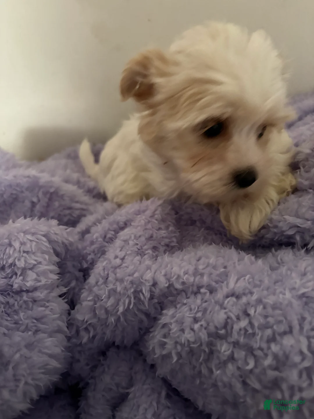 Morkie dogs for sale: Connor - Ad 1
