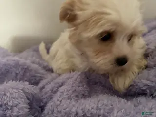 Morkie dogs Connor - Ad 22